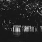Eerie nighttime scene of a garden with a wooden fence captured in black and white.